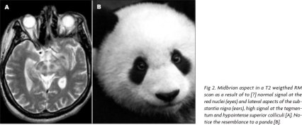 giant-panda-face